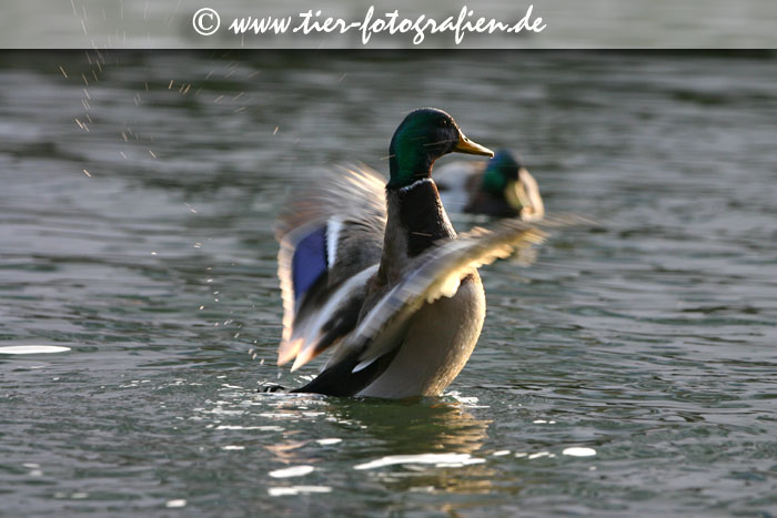 Stockenten Erpel am Neckar