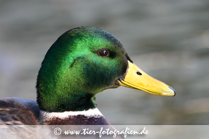 Stockenten Erpel Portrait