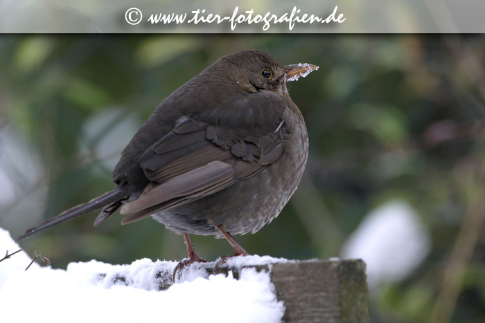 Amsel im Winter