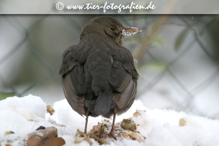 Amsel im Winter