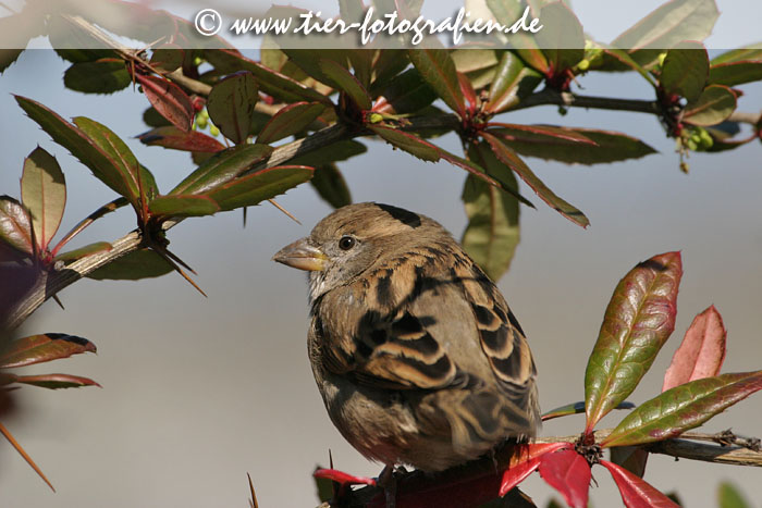 Haussperling, Spatz