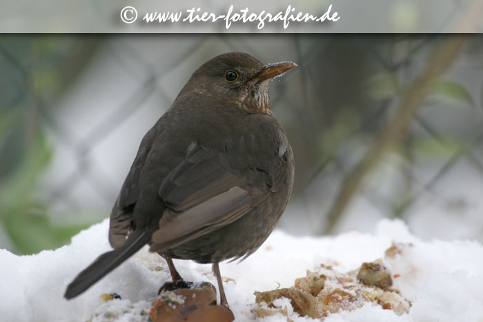 Amsel im Winter