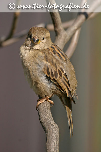 Haussperling, Spatz