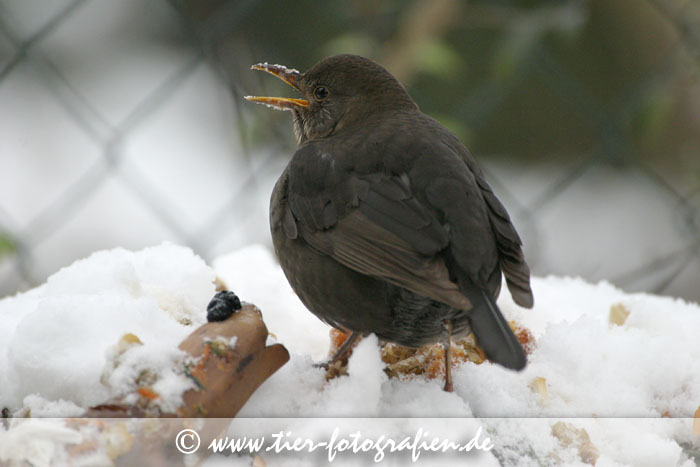 Amsel im Winter