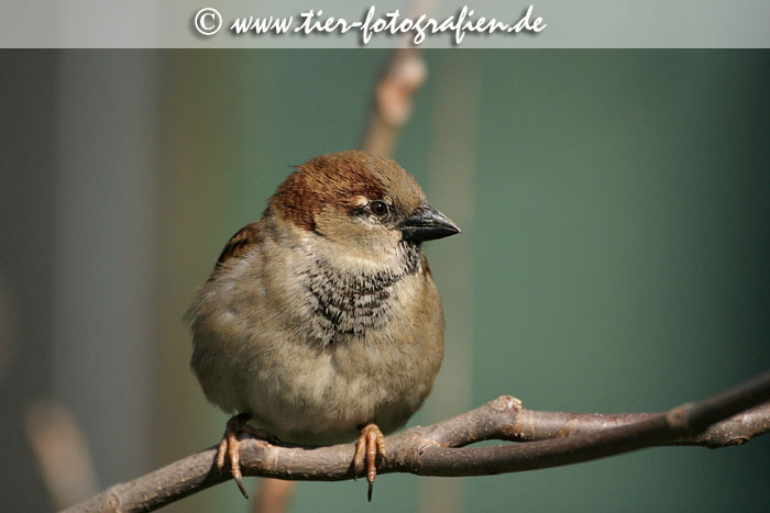 Haussperling, Spatz