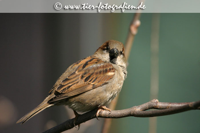Haussperling, Spatz