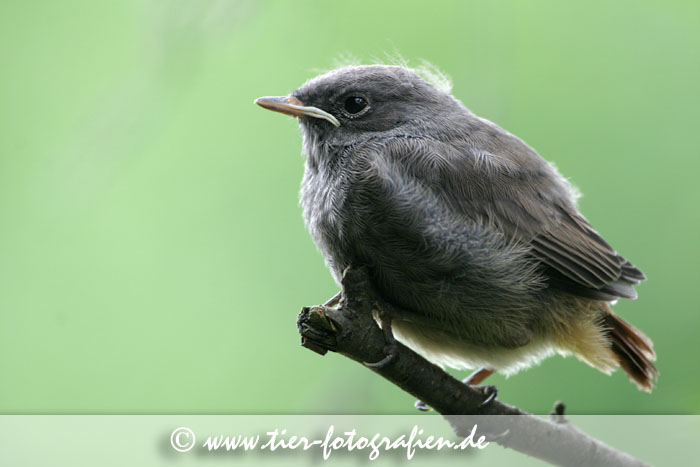 Hausrotschwanz Jungvogel