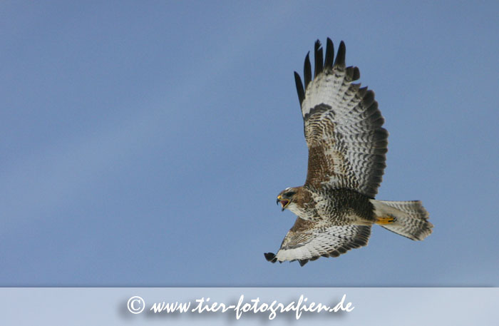 Mäusebussard
