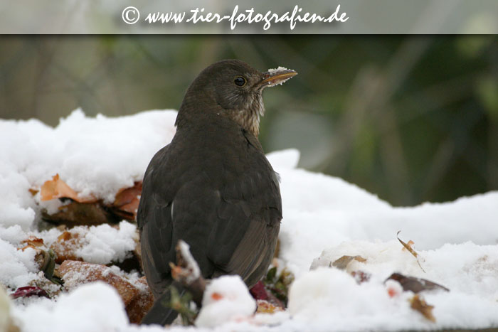 Amsel auf dem Komposthaufen