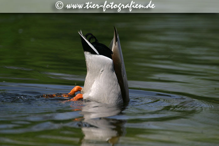 Stockente