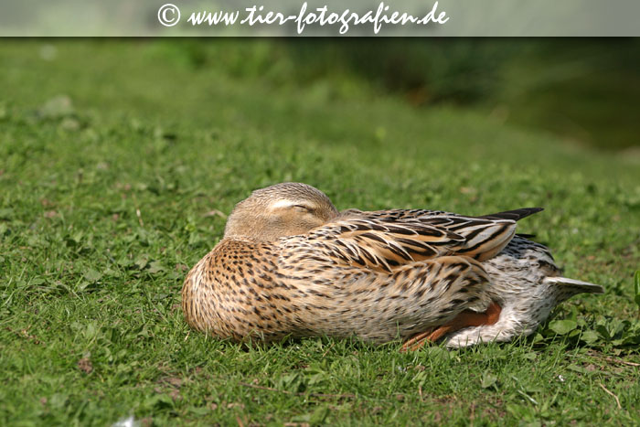 Stockente