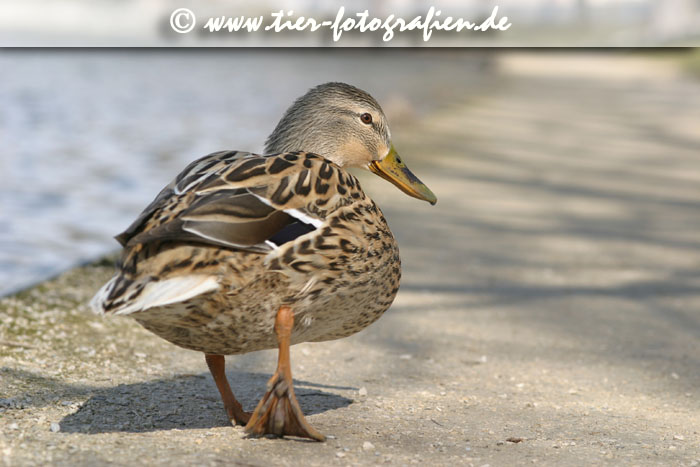 Stockente