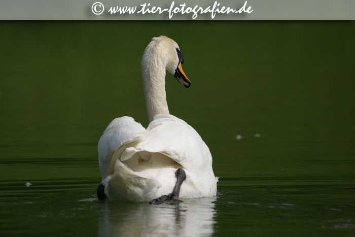Schwan