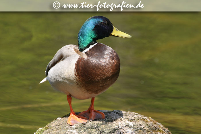 Stockente Erpel