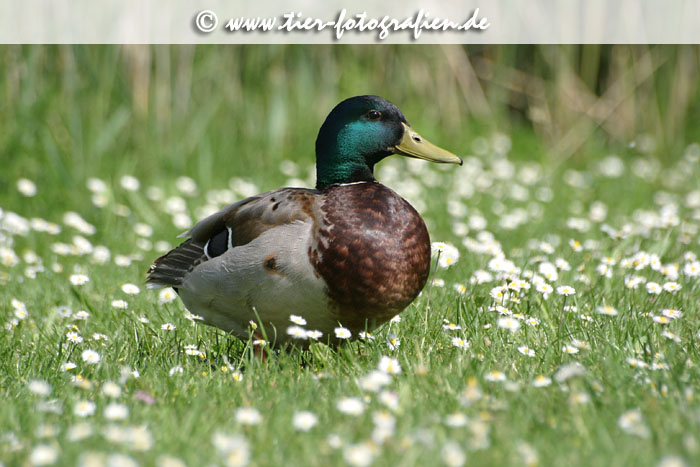 Stockente Erpel