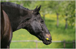 Bayernwallach / Bayerisches Warmblut Fotos