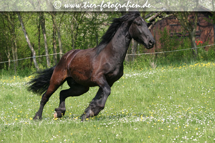 Friese