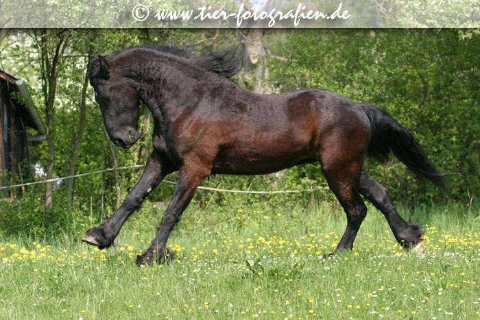 Friese