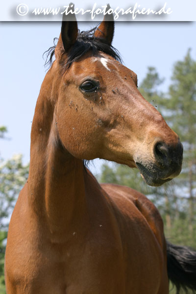 Warmblut Stute