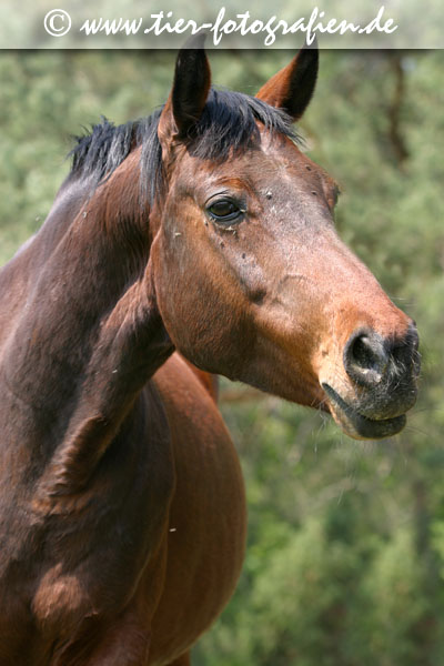 Warmblut Stute