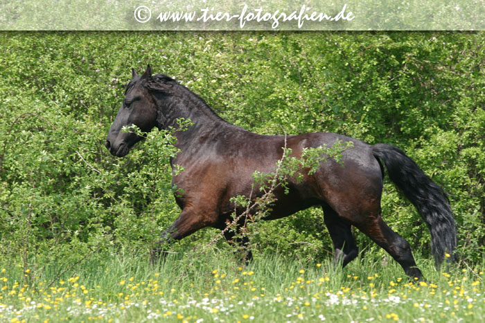 Friese