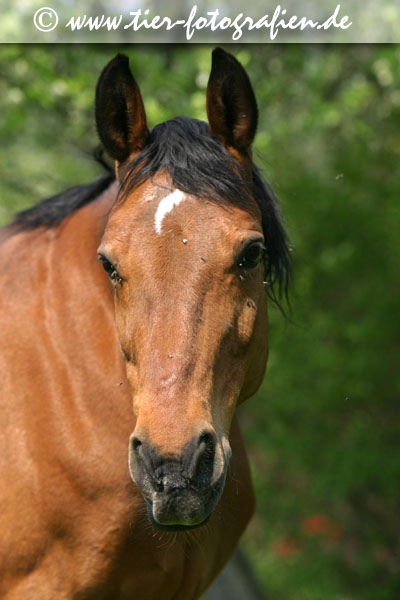Warmblut Stute