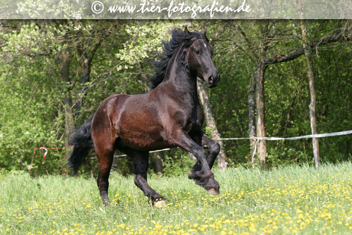 Friese im Galopp