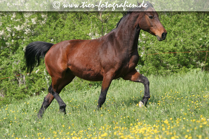 Warmblut Stute