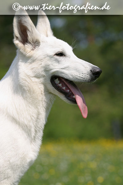 Weier Schferhund Welpe