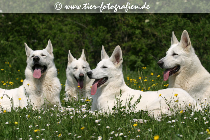 Weie Schferhund Zucht