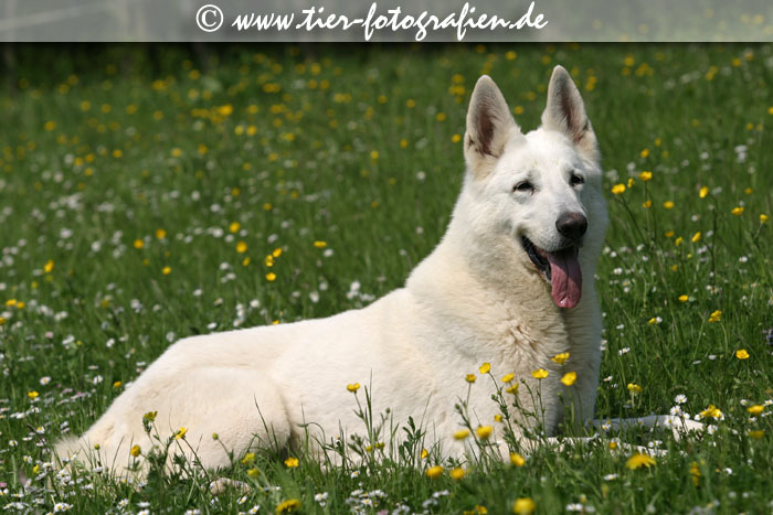 Weier Schferhund
