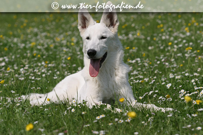 Weier Schferhund