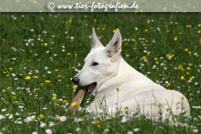 Weier Schferhund Welpe