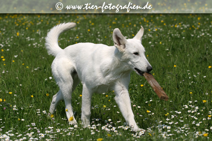 Weier Schferhund Welpe
