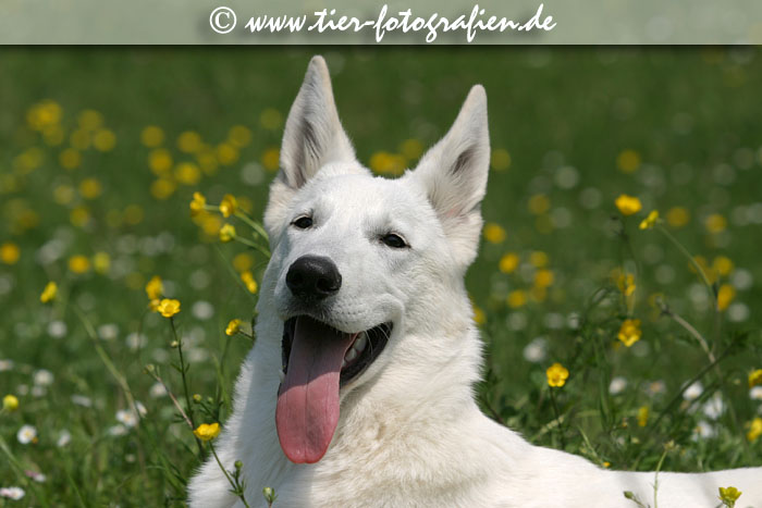 Weier Schferhund Welpe