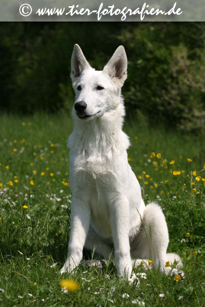 Weier Schferhund