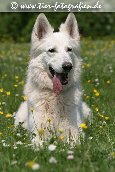 Weier Schferhund