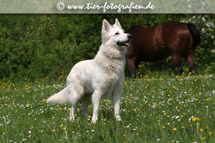 Weier Schferhund