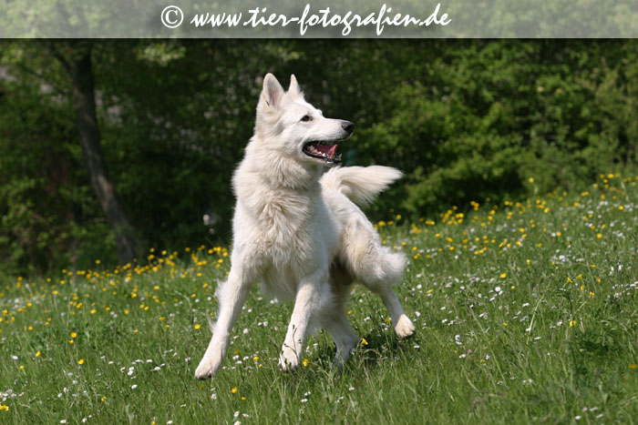Weier Schferhund