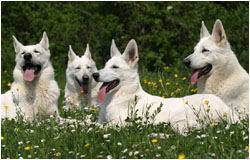 Weiße Schäferhunde