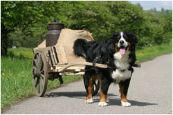 Berner Sennenhund vor dem Zugwagen